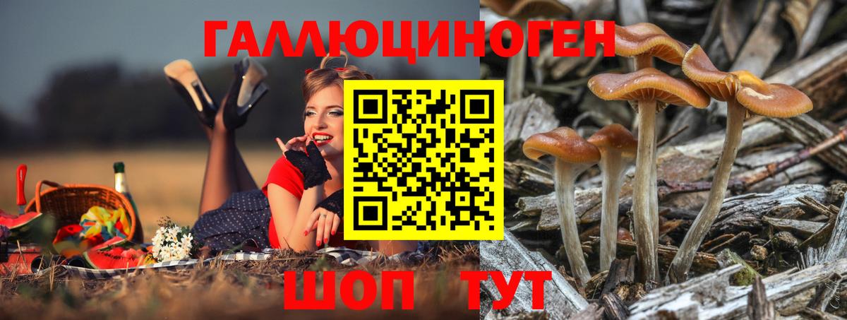 Галлюциногенные грибы Psilocybine cubensis Ноябрьск